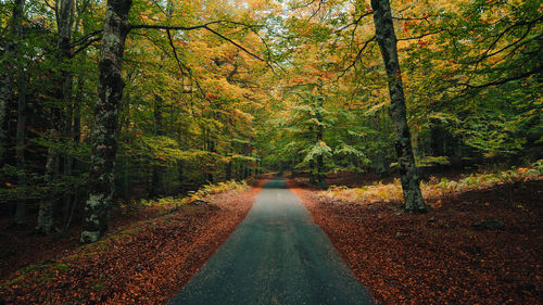 Mountain road traveled with autumn colors