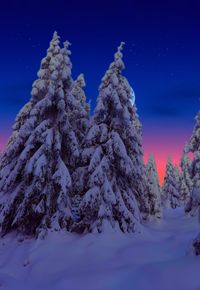 Snow covered trees against blue sky