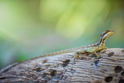 Close-up of lizard on leaf