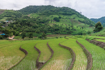 Scenic view of agricultural field against sky