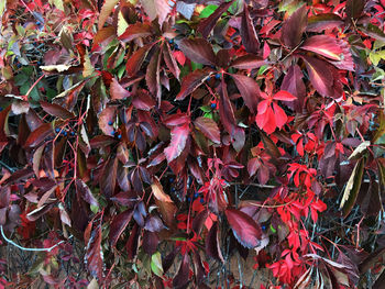 Full frame shot of leaves