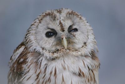 Close-up portrait of owl