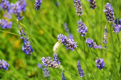 Close-up of purple flowering plants