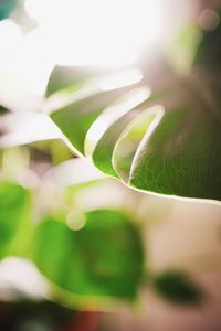 Close-up of green leaves