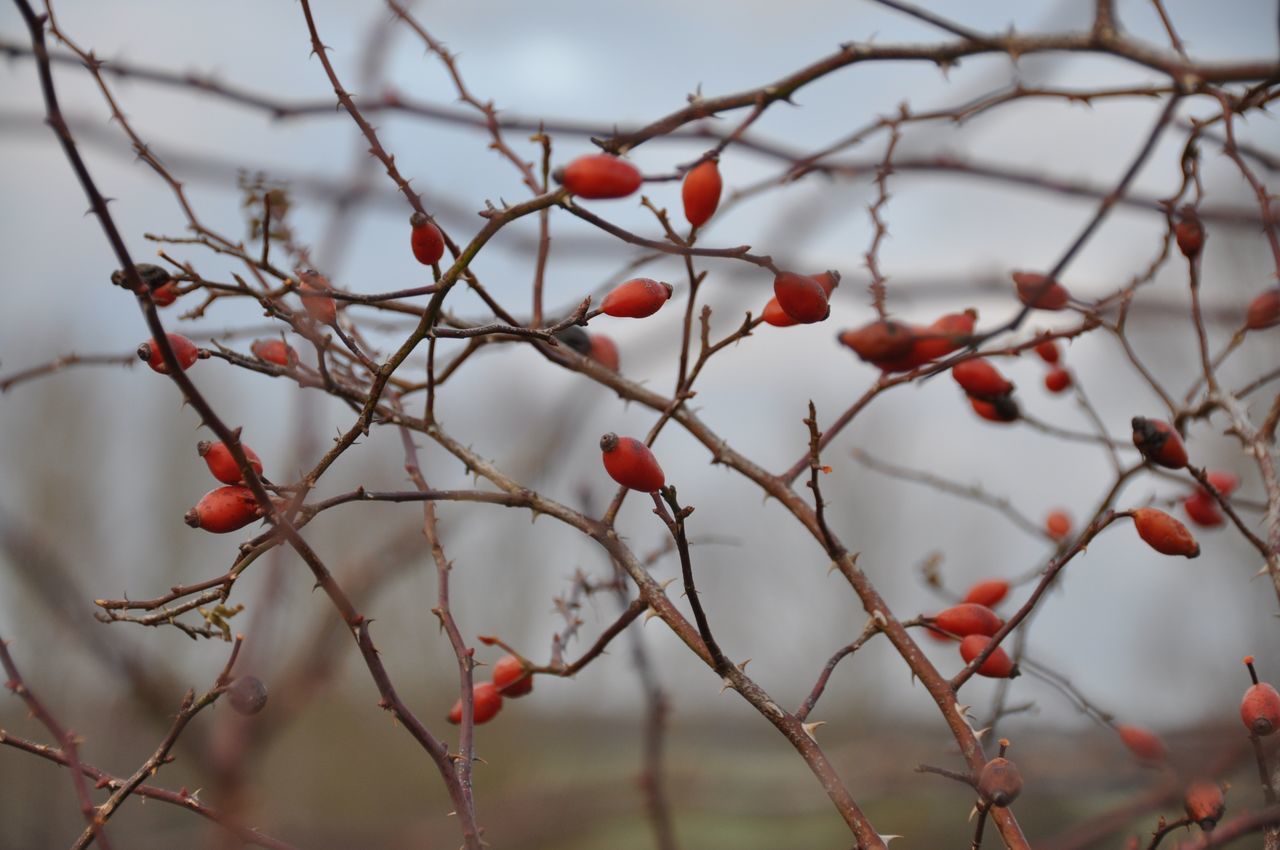 branch, focus on foreground, red, twig, tree, close-up, growth, nature, freshness, season, beauty in nature, day, sky, outdoors, no people, plant, bare tree, selective focus, fruit, leaf
