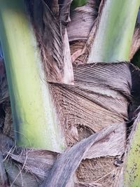 Close-up of tree trunk