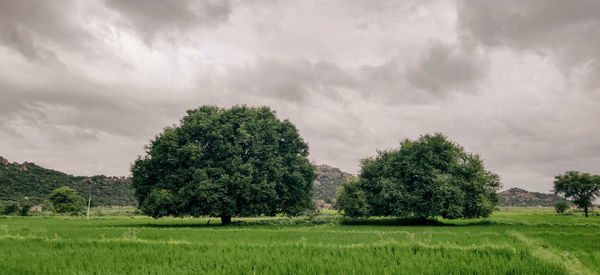 Trees on field against sky