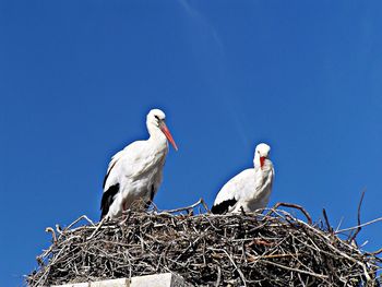 Low angle view of bird perching on tree