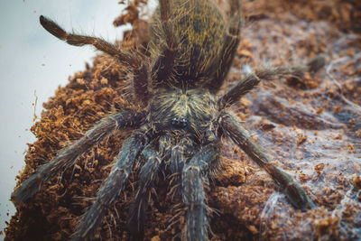 tarantula
