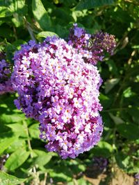 Close-up of purple flowers