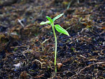 Close-up of plant growing on field