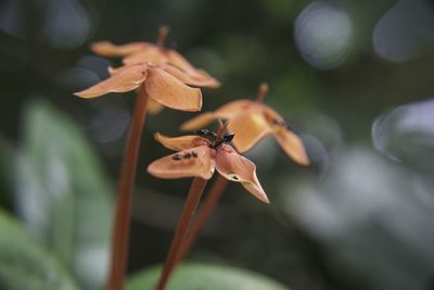 Close-up of red flower