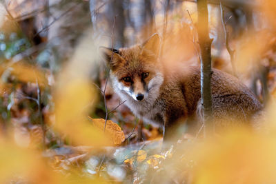 Portrait of an animal on field