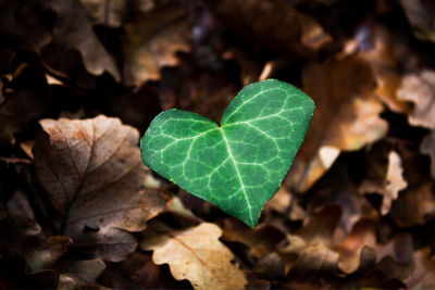 High angle view of plant leaves on land