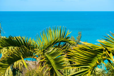 Palm tree by sea against clear blue sky