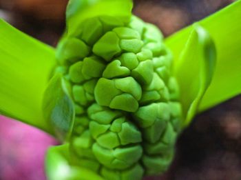 Close-up of green leaves