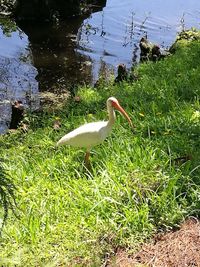 Bird perching on grass by lake
