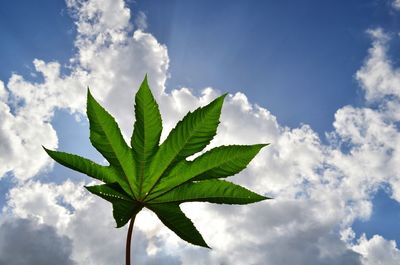 Low angle view of leaves against sky