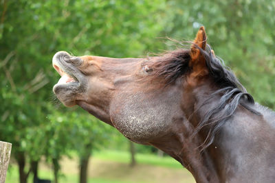 Close-up of a horse