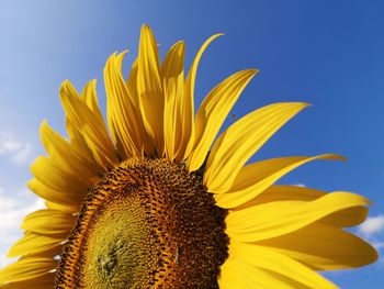 Close-up of sunflower against sky