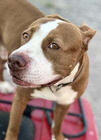 Close-up of dog looking away