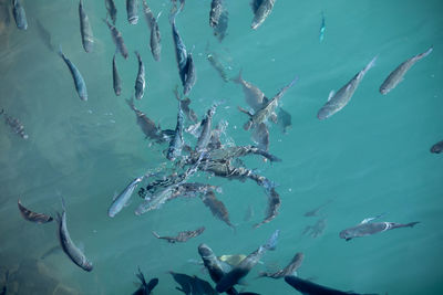 Fish swimming in sea