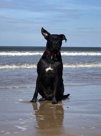 Black dog on beach