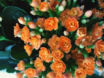 Close-up of orange flowers blooming outdoors