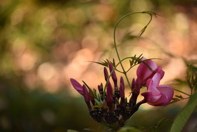 Close-up of flower against blurred background