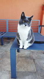 Portrait of cat sitting on tiled floor