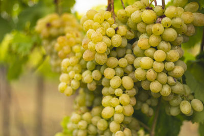 Close-up of grapes growing in vineyard