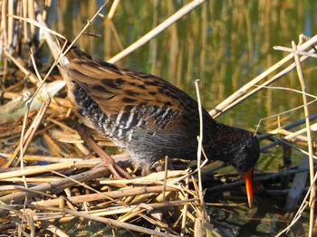 Close-up of bird perching on a land