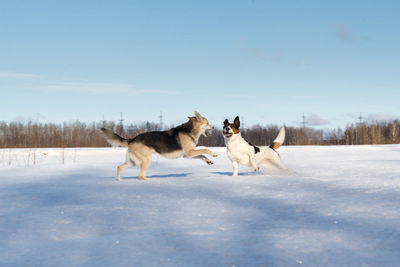 Dogs fighting on snow covered land