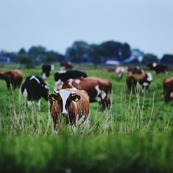 Sheep grazing on grassy field