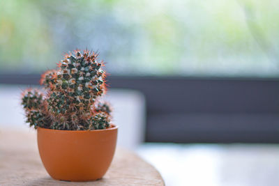 Close-up of potted plant on table