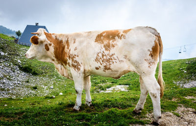 Cow grazing on field against sky