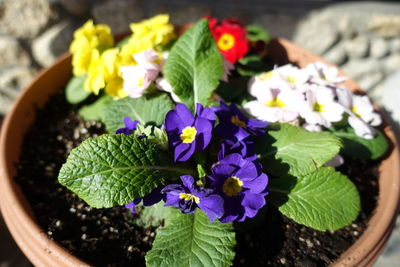 Close-up of potted plant