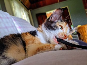 Close-up of cat resting at home