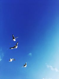 Low angle view of birds flying against clear blue sky