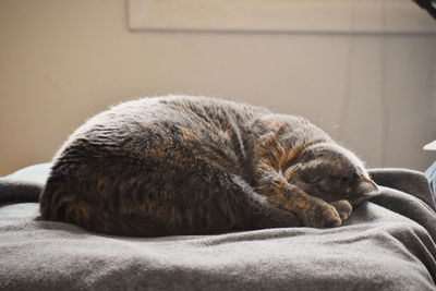 Cat sleeping on bed