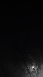 Low angle view of trees at night