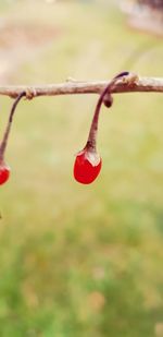 Close-up of red fruits hanging on metal fence