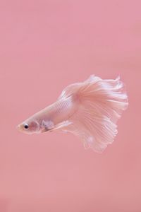 Beautiful white half moon betta fish swimming over pastel color  background.