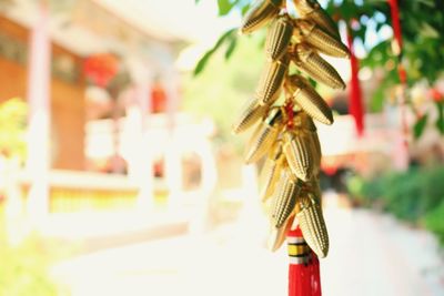 Close-up of clothes hanging on clothesline