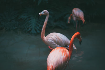 Close-up of bird in water