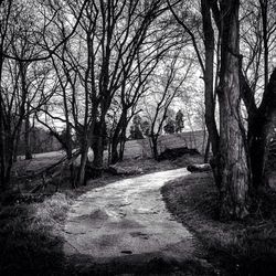 Bare trees in park