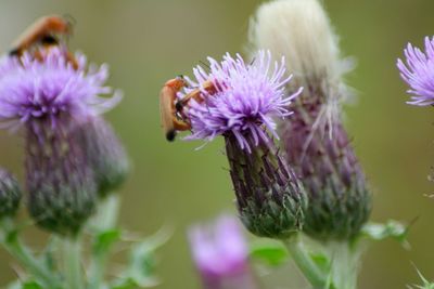 Close-up of bee pollinating on purple flower