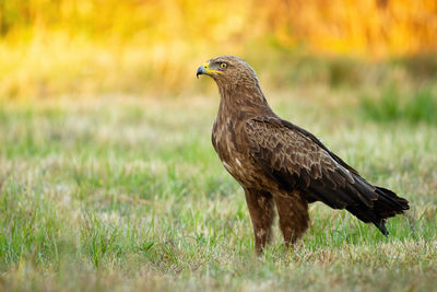 Close-up of a bird on field