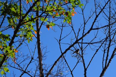 Low angle view of bird perching on bare tree against blue sky