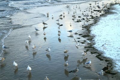 High angle view of seagulls on an icy beach